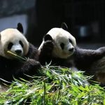 Công viên Gấu Trúc