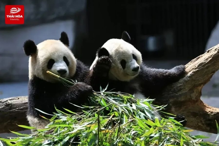 Công viên Gấu Trúc